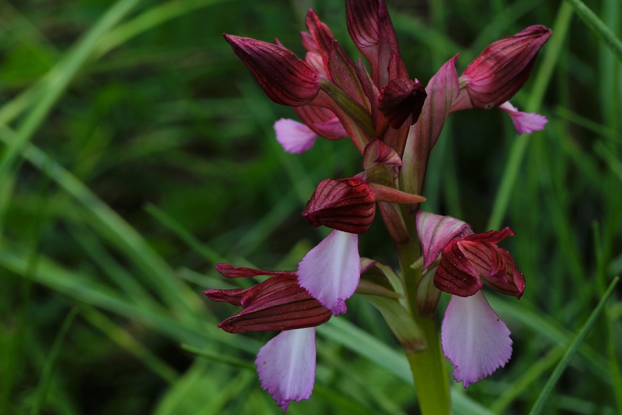 Anacamptis papilionacea (L.) R.M. Bateman, Pridgeon & M.W. Chase