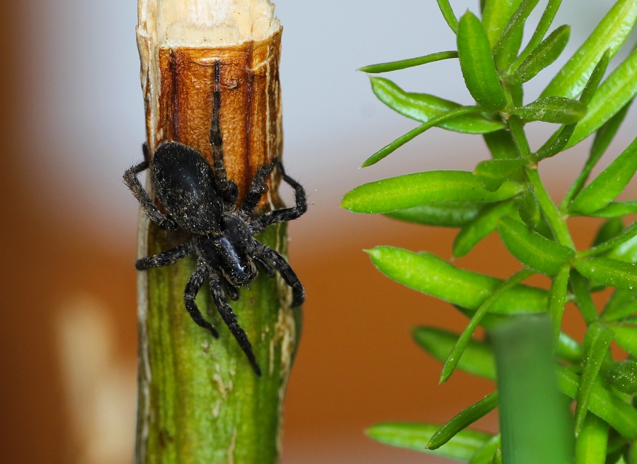 Lycosidae: Alopecosa sp.  - Monte sant''Angelo Gargano (FG)