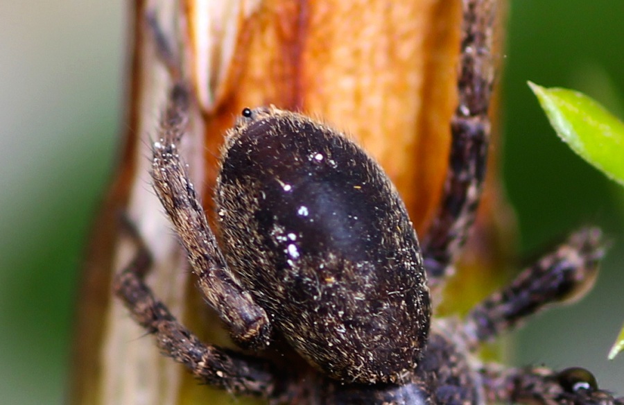 Lycosidae: Alopecosa sp.  - Monte sant''Angelo Gargano (FG)