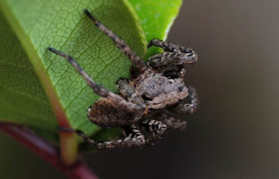 Lycosidae: Alopecosa sp.  - Monte sant''Angelo Gargano (FG)