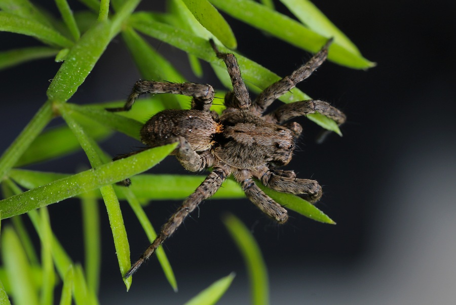 Lycosidae: Alopecosa sp.  - Monte sant''Angelo Gargano (FG)