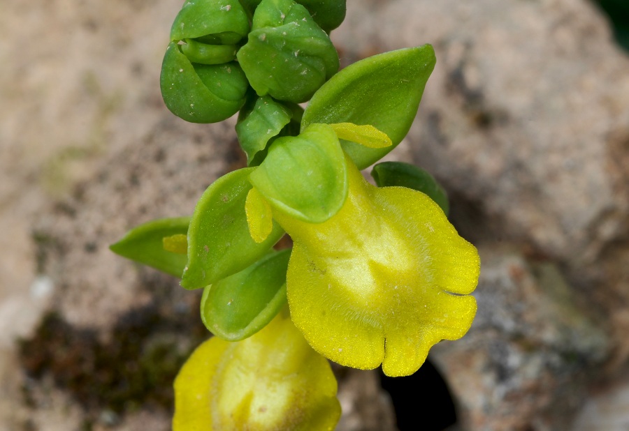 Ophrys sicula