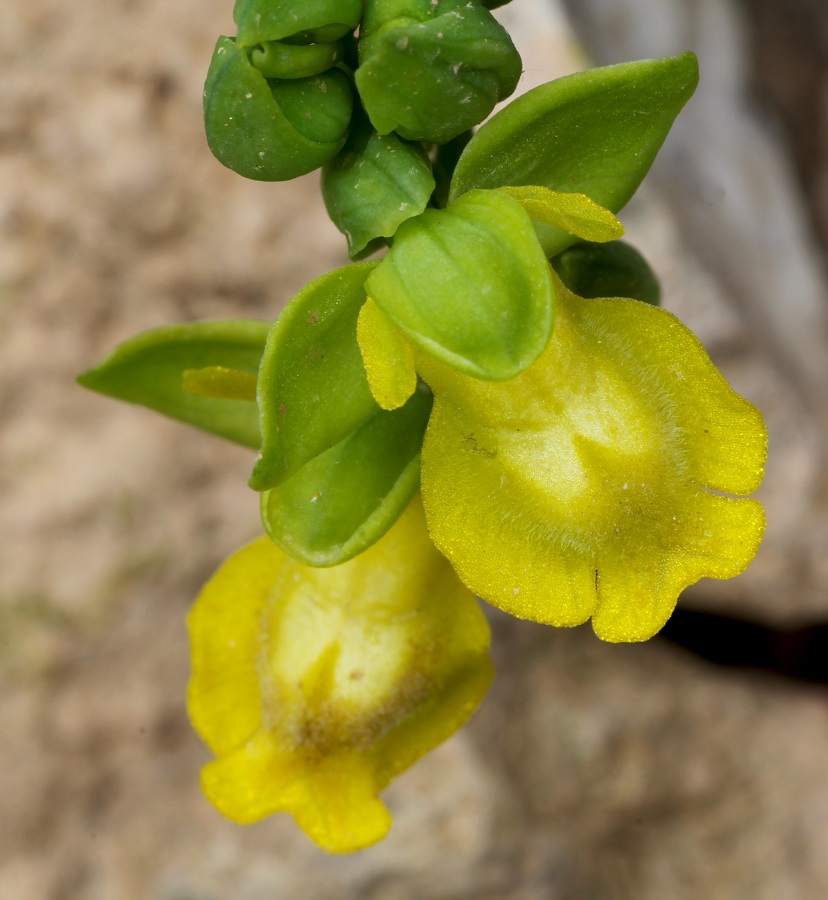 Ophrys sicula