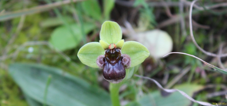 Ophrys bombyliflora