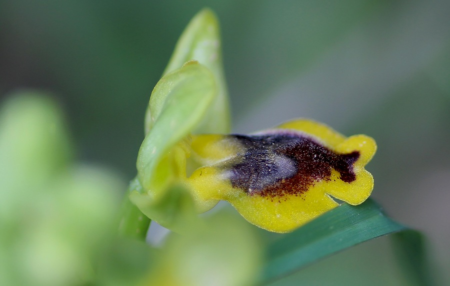 Ophrys sicula