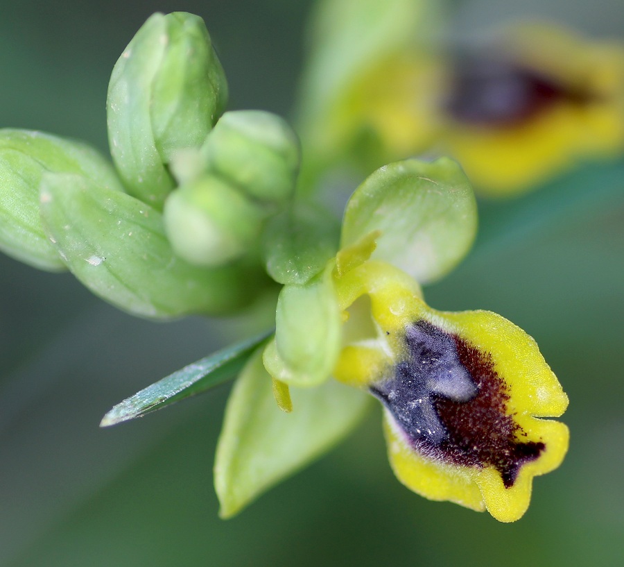 Ophrys sicula