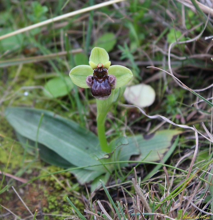 Ophrys bombyliflora