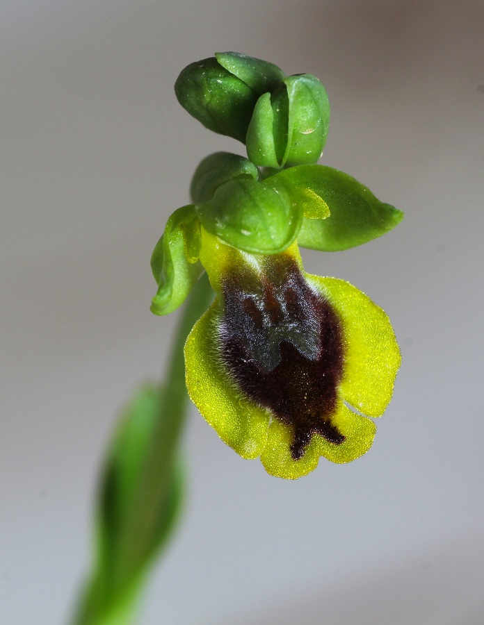 Ophrys sicula