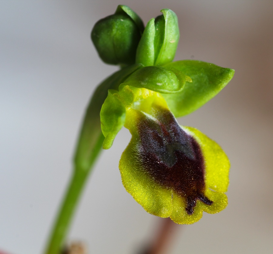 Ophrys sicula