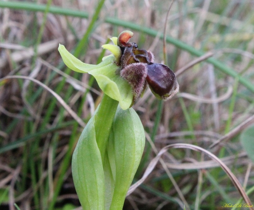 Ophrys bombyliflora