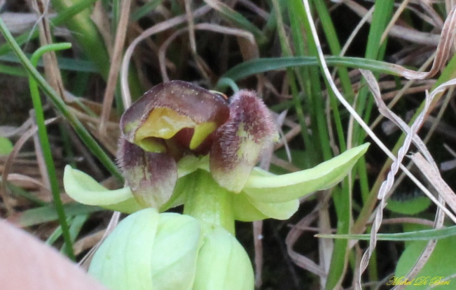 Ophrys bombyliflora