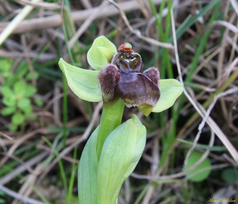 Ophrys bombyliflora