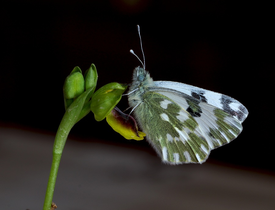 Pontia edusa, Pieridae