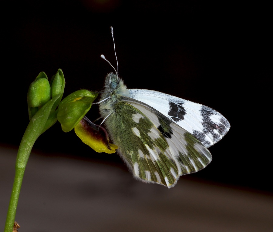 Pontia edusa, Pieridae