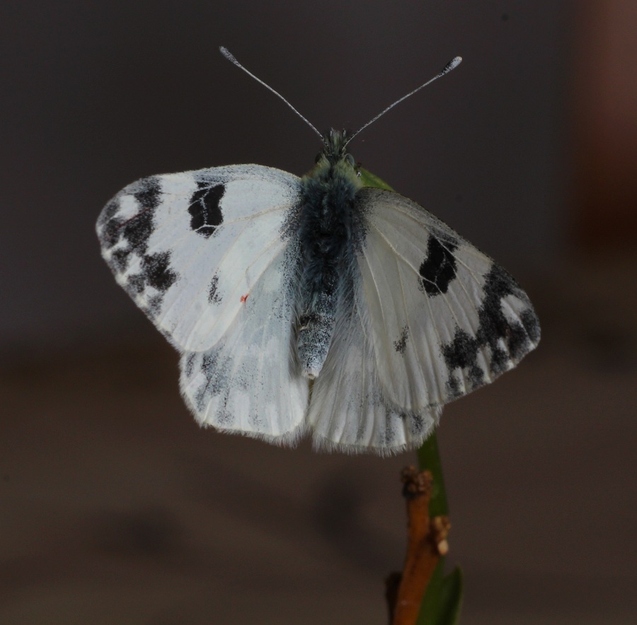 Pontia edusa, Pieridae