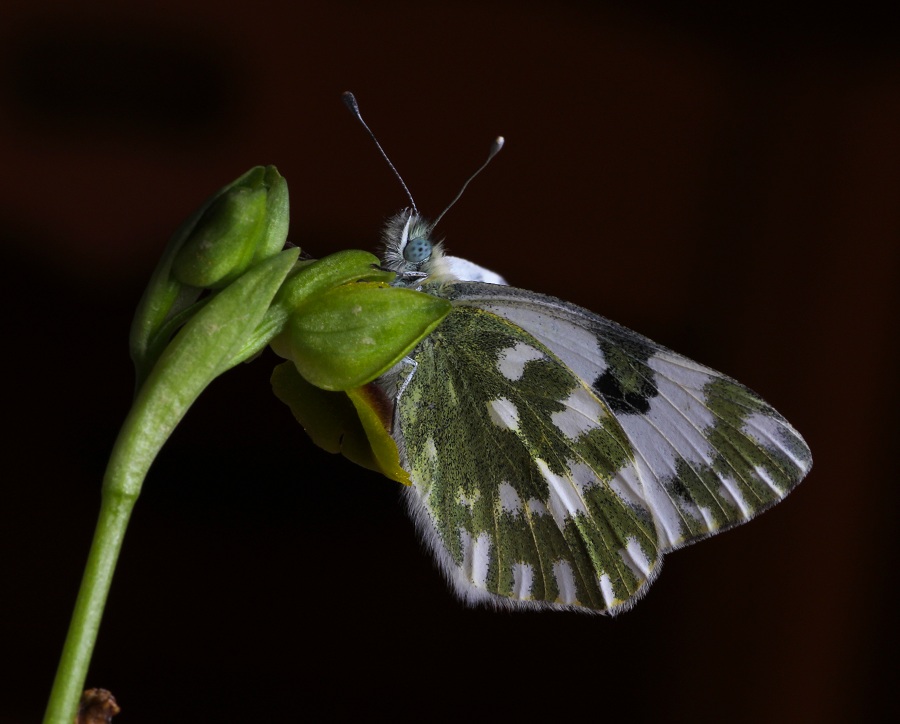 Pontia edusa, Pieridae