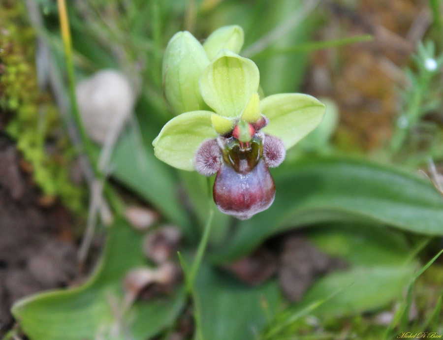 Ophrys bombyliflora