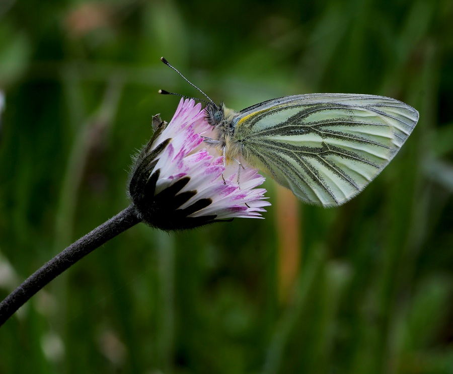 farfalla da id - Pieris napi , Pieridae