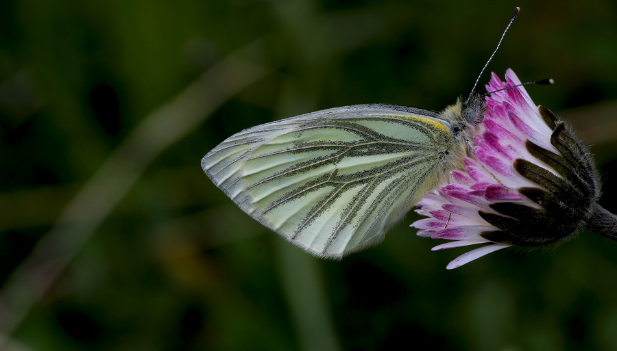 farfalla da id - Pieris napi , Pieridae