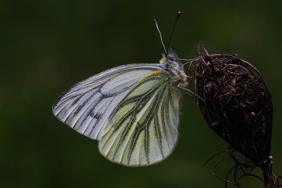 farfalla da id - Pieris napi , Pieridae