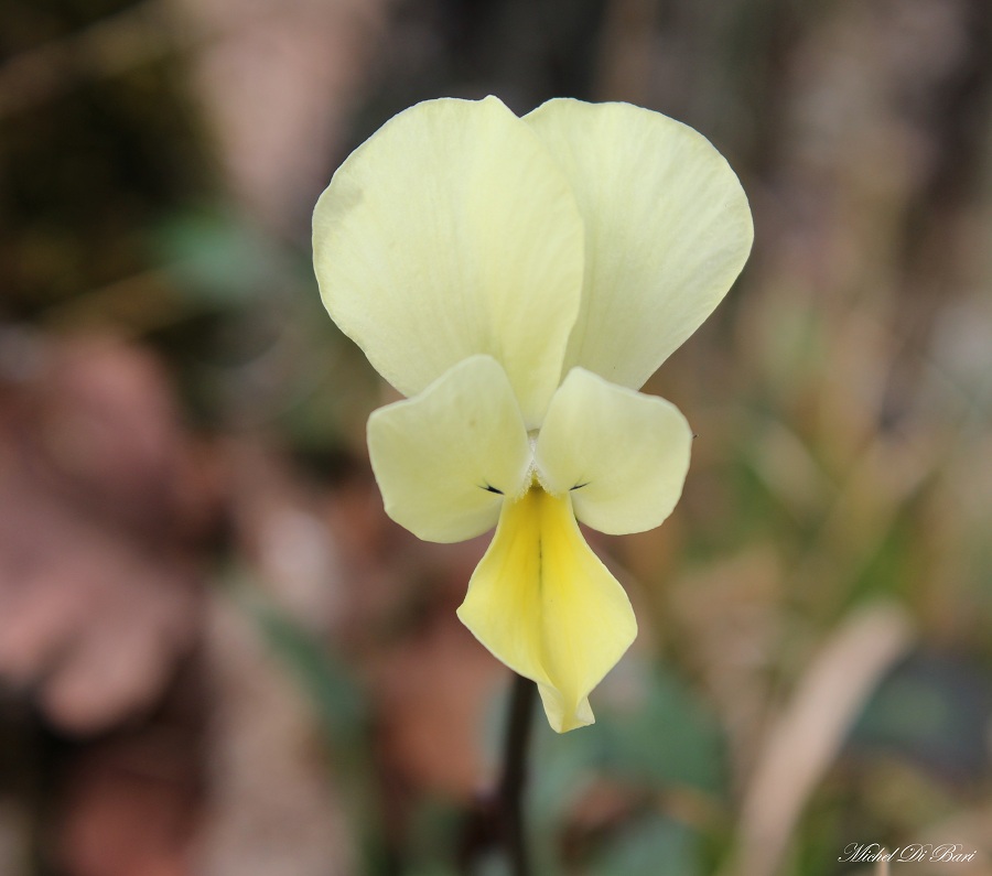 Viola cfr. merxmuelleri