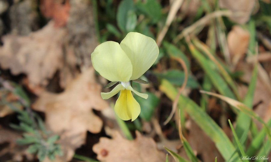 Viola cfr. merxmuelleri