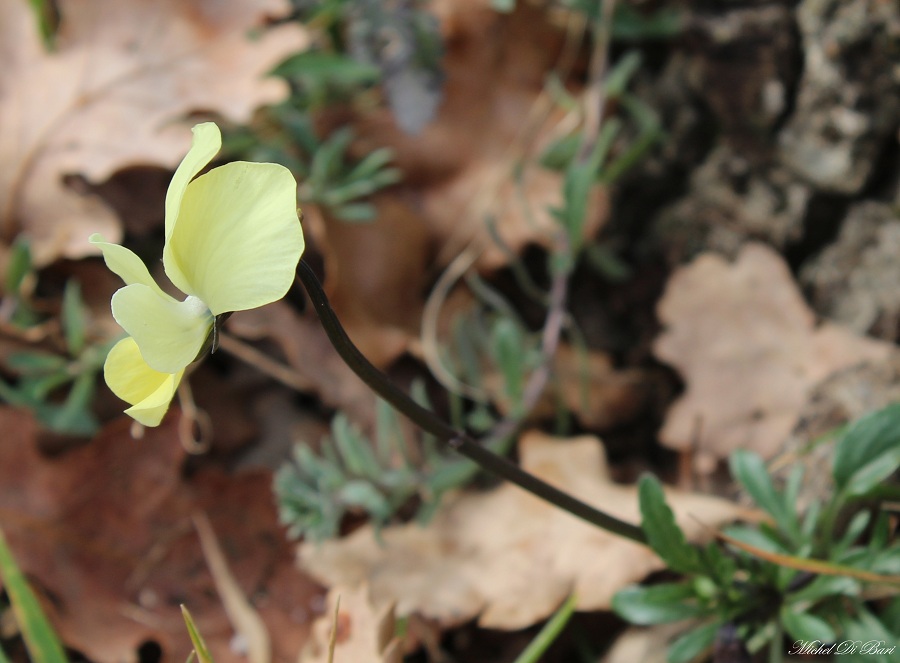 Viola cfr. merxmuelleri