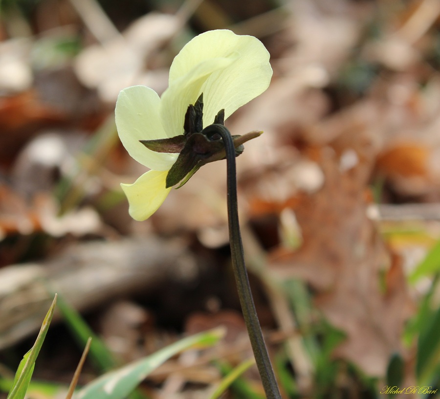 Viola cfr. merxmuelleri