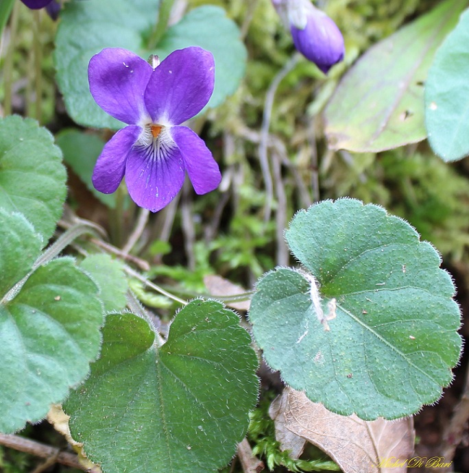 Viola cfr. merxmuelleri