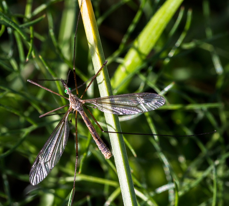 Tipulidae da determinare