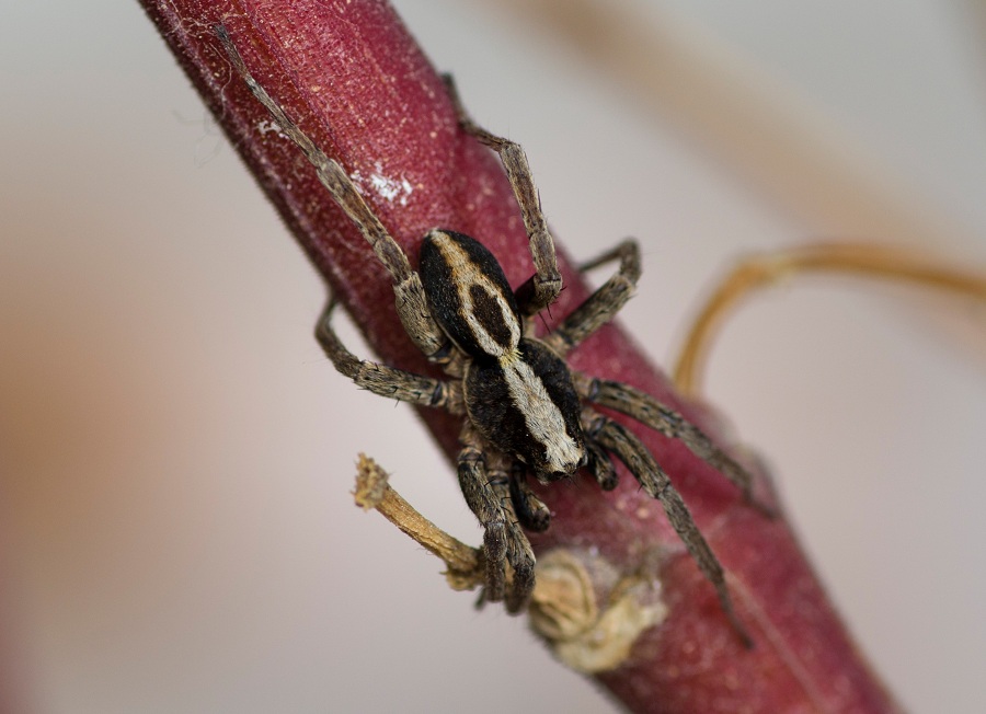 Lycosidae: maschio di Alopecosa sp. - Rignano Garganico (FG)