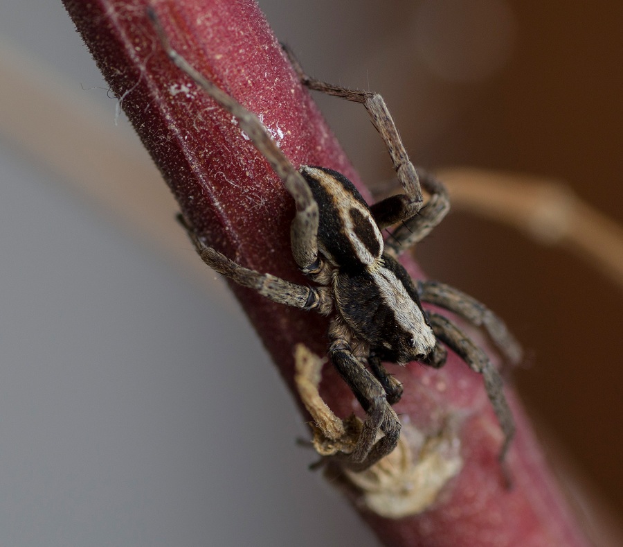 Lycosidae: maschio di Alopecosa sp. - Rignano Garganico (FG)