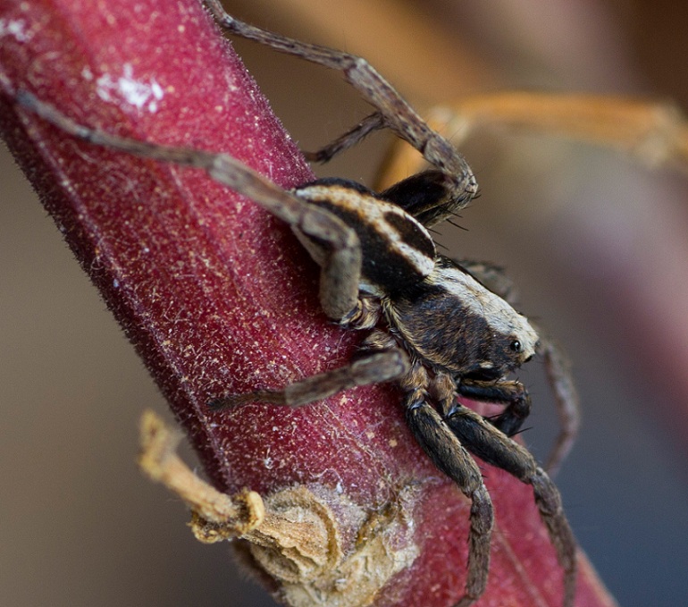 Lycosidae: maschio di Alopecosa sp. - Rignano Garganico (FG)