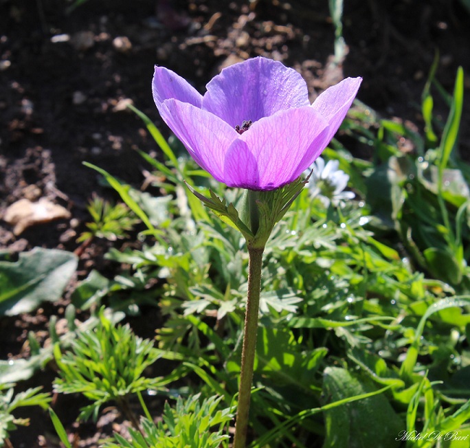 Anemone coronaria / Anemone dei fiorai