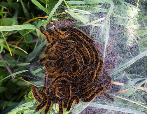 processionaria?  No, Malacosoma franconicum - Lasiocampidae