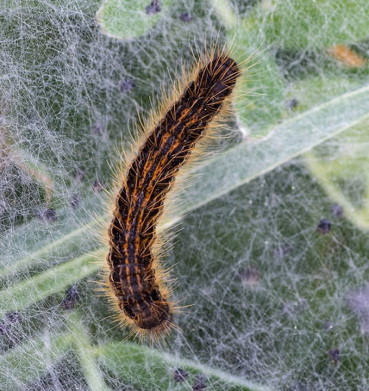 processionaria?  No, Malacosoma franconicum - Lasiocampidae