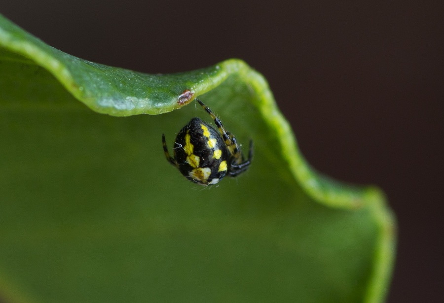 Araneidae: giovane di Neoscona adianta - Manfredonia Gargano (FG)