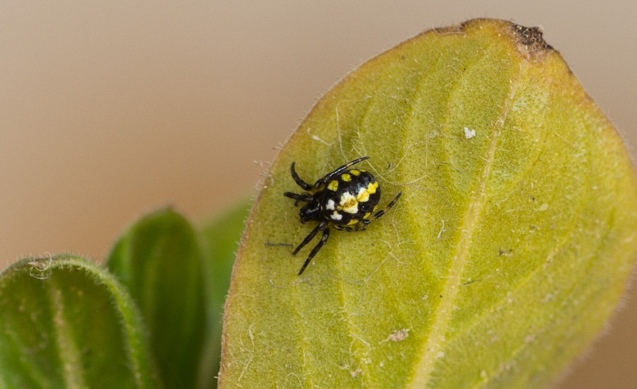 Araneidae: giovane di Neoscona adianta - Manfredonia Gargano (FG)