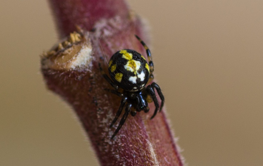 Araneidae: giovane di Neoscona adianta - Manfredonia Gargano (FG)