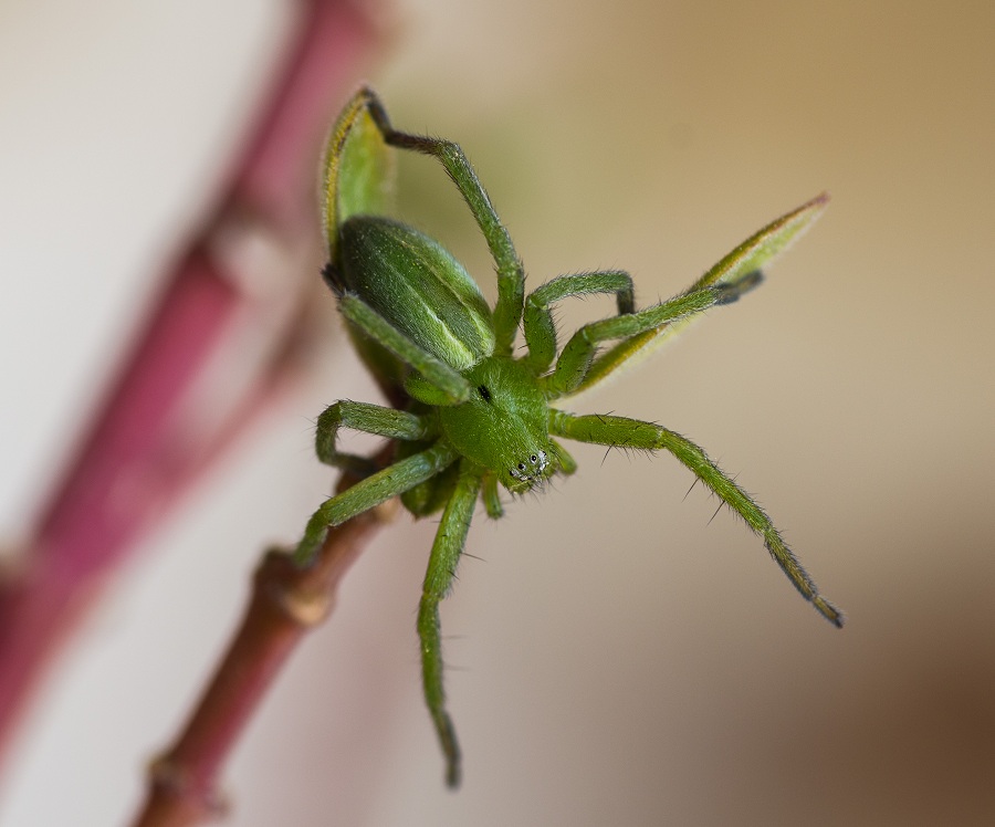 Sparassidae: Micrommata sp. - Manfredonia Gargano (FG)