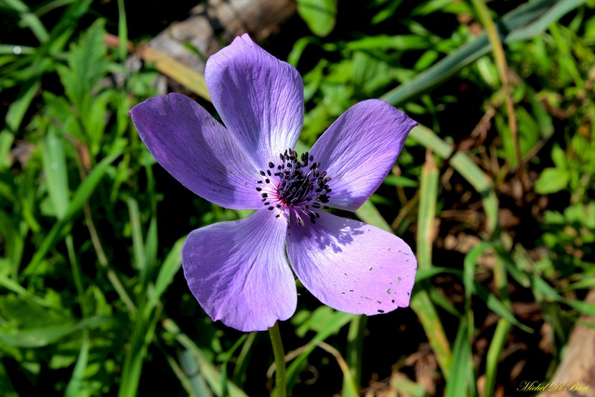 Anemone coronaria / Anemone dei fiorai