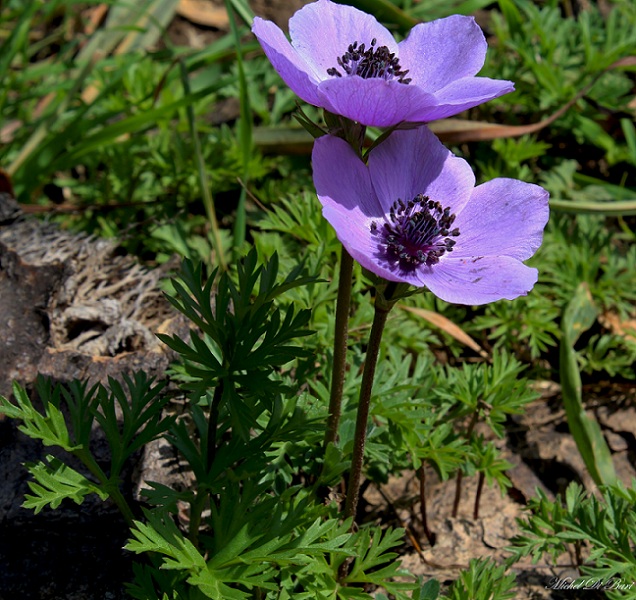 Anemone coronaria / Anemone dei fiorai