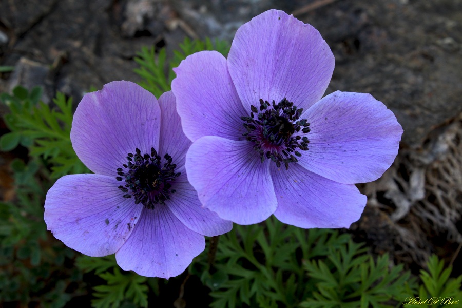 Anemone coronaria / Anemone dei fiorai