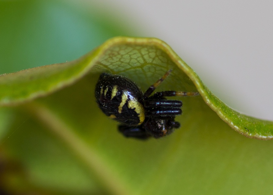 Thomisidae: Synema globosum  - S.G.Rotondo Gargano (FG)