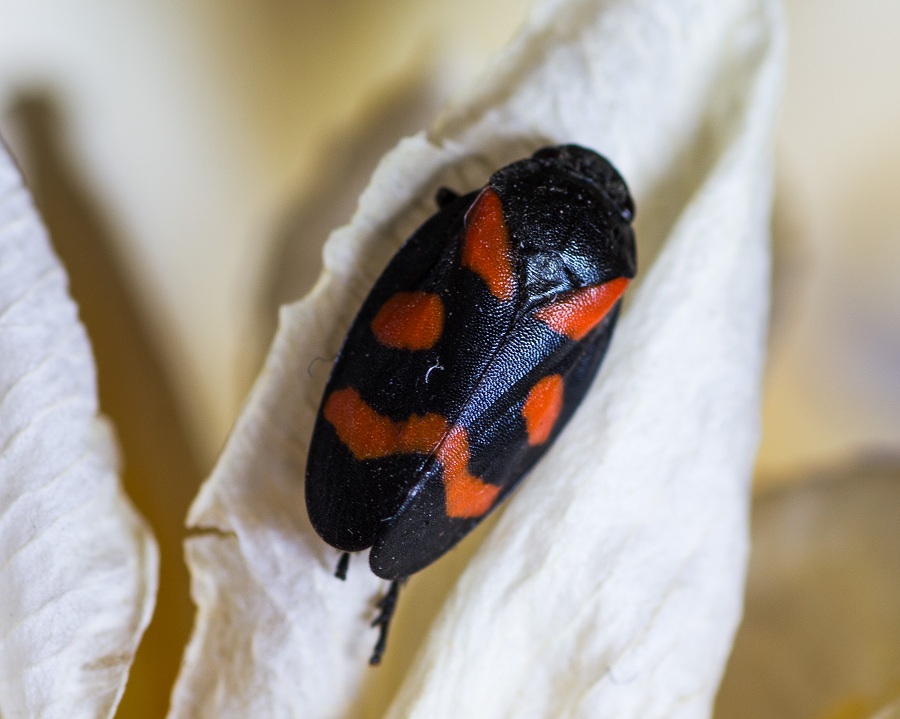 Cicadomorpha Cercopidae: Cercopis sp. (sanguinolenta o arcuata)