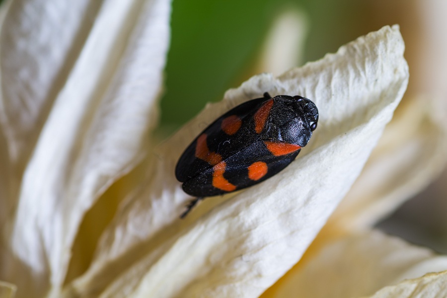 Cicadomorpha Cercopidae: Cercopis sp. (sanguinolenta o arcuata)