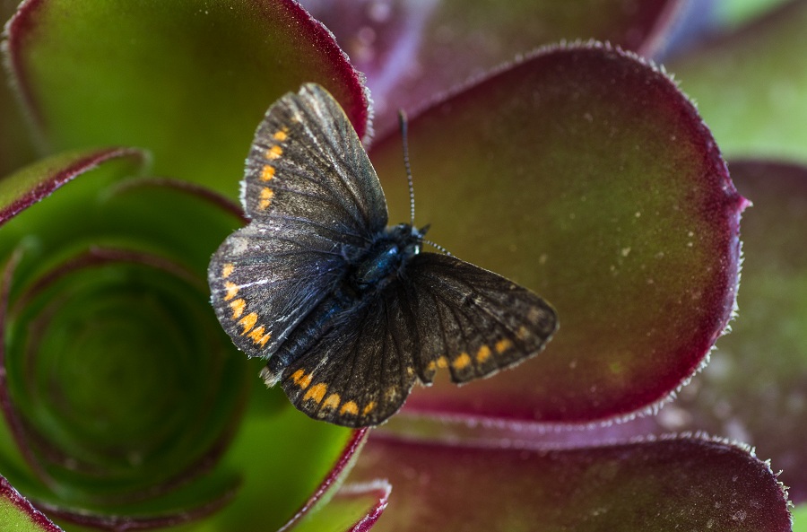 da id - Aricia agestis, Lycaenidae