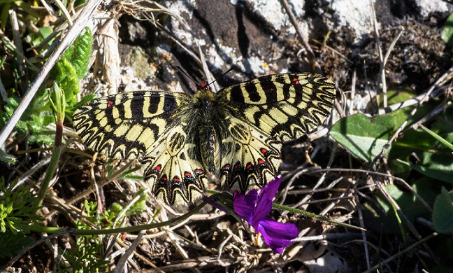 Zerynthia (Zerynthia) cassandra (Papilionidae)