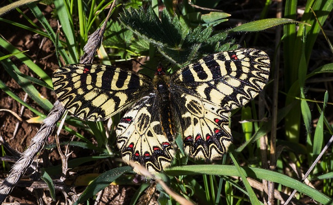 Zerynthia (Zerynthia) cassandra (Papilionidae)