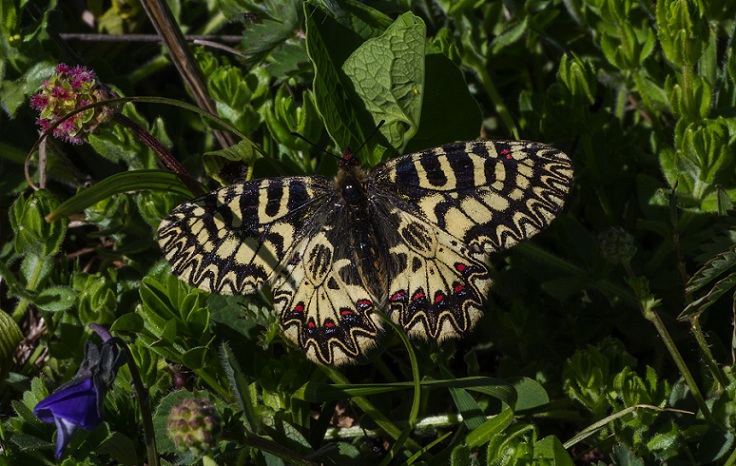 Zerynthia (Zerynthia) cassandra (Papilionidae)